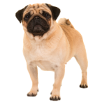 Another Pug
